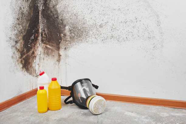 Best Preventive Mold Services in Stockbridge, MI