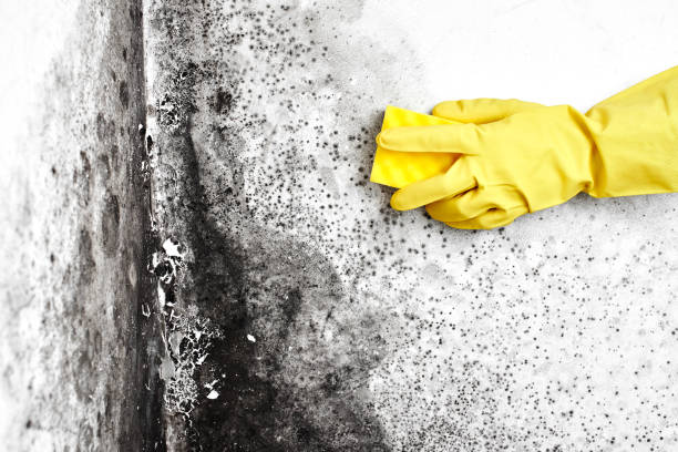 Best Attic Mold Remediation in Stockbridge, MI