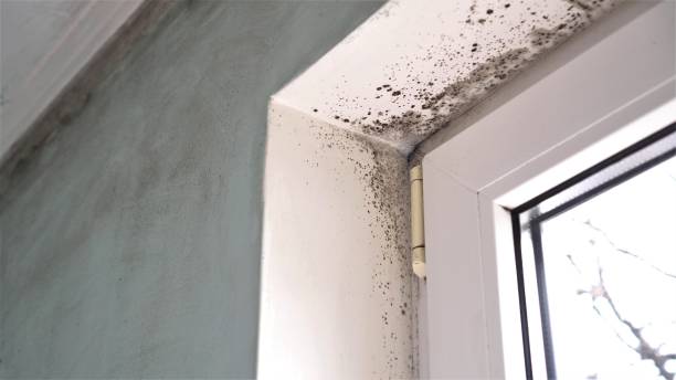 Best Commercial Mold Remediation in Stockbridge, MI