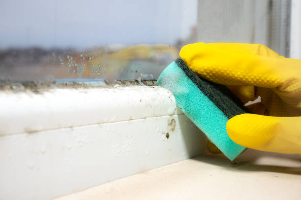 Best Residential Mold Remediation in Stockbridge, MI