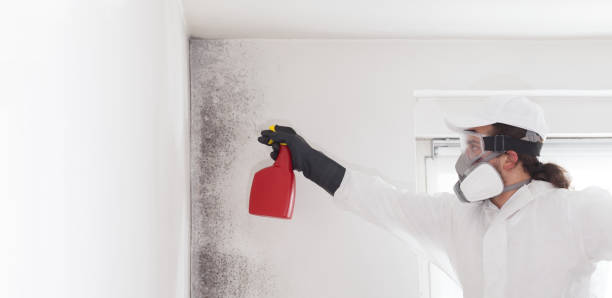 Best Basement Mold Remediation in Stockbridge, MI