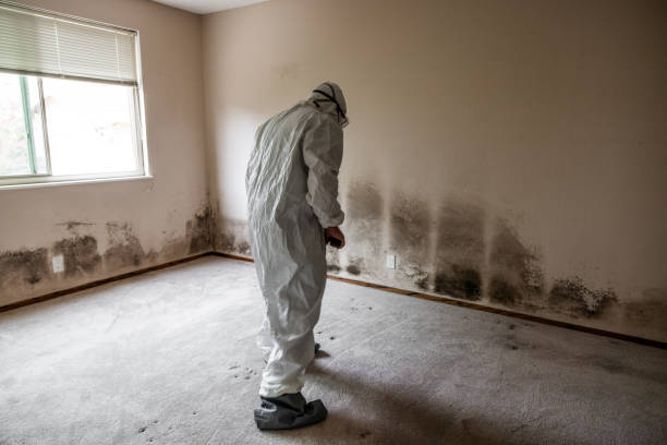 Best Post-Flood Mold Remediation in Stockbridge, MI