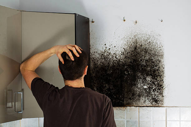Best Mold Testing and Inspection Services in Stockbridge, MI