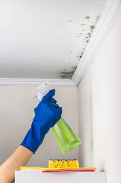  Stockbridge, MI Mold Removal Pros